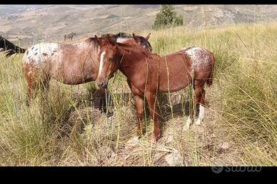 Appaloosa