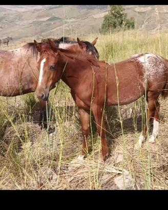 Appaloosa