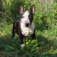 Bull terrier miniature