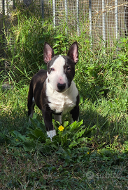Bull terrier miniature