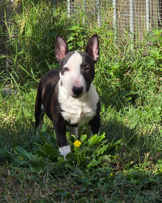 Bull terrier miniature