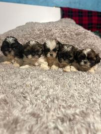 Cuccioli shihtzu maschi shitzu