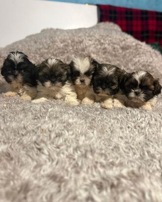 Cuccioli shihtzu maschi shitzu