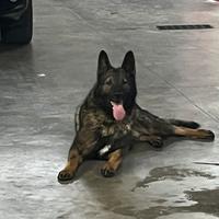 Pastore tedesco grigione