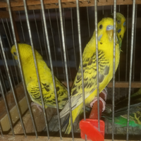 Pappagalli cocoriti leggi tutto