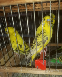 Pappagalli cocoriti leggi tutto