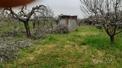 Terreno con uliveto