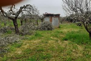 Terreno con uliveto
