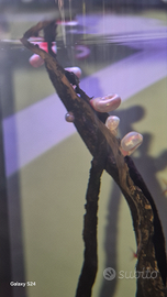 Lumache d'acqua dolce