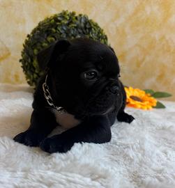 Bulldog Francese