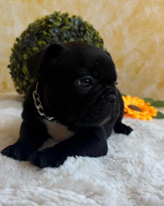 Bulldog Francese