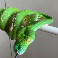 Morelia Viridis Sorong