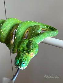 Morelia Viridis Sorong