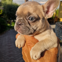 Bulldog francese