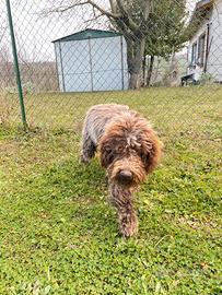 Lagotto romagnolo