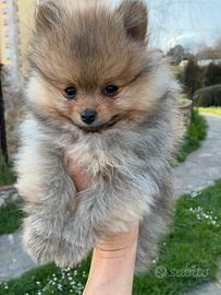 Spitz tedesco Pomerania nano,con pedigree ENCI