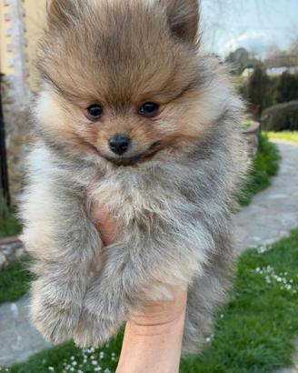 Spitz tedesco Pomerania nano,con pedigree ENCI