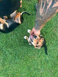 Cagnolini 3 mesi
