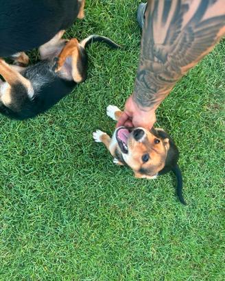 Cagnolini 3 mesi
