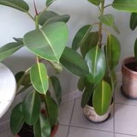 Piante da interno esterno