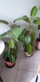 Piante da interno esterno