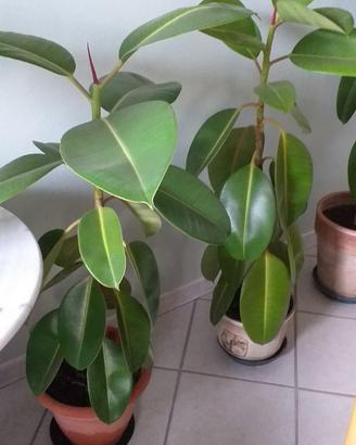 Piante da interno esterno