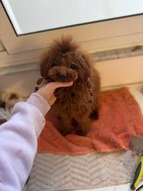 Barboncino teacup per monta