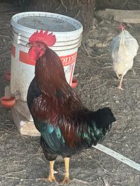 Gallo