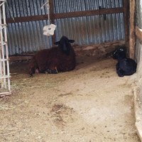 Agnella primo parto con agnello