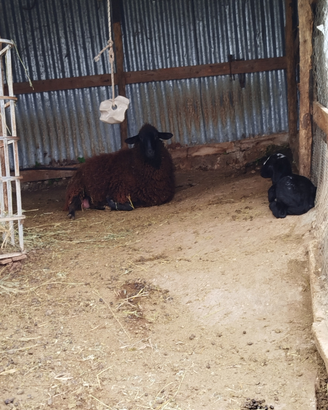 Agnella primo parto con agnello