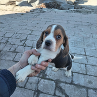 Cucciolo di beagle