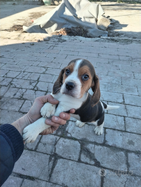 Cucciolo di beagle