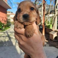Cuccioli di Cocker