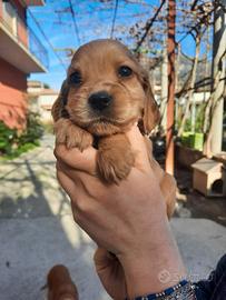 Cuccioli di Cocker