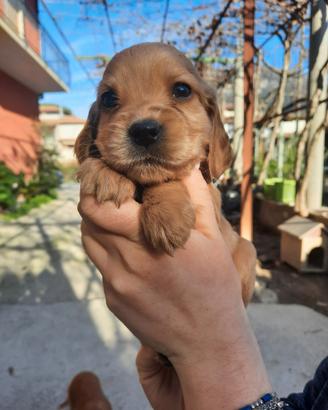 Cuccioli di Cocker