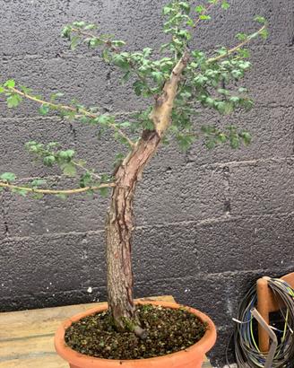 Bonsai