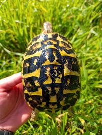 Tartaruga di terra femmina