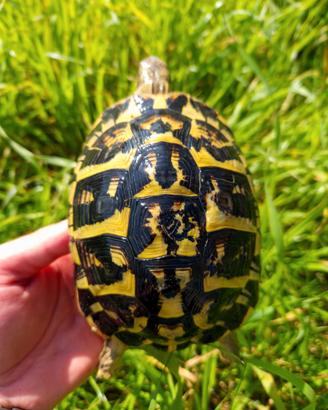 Tartaruga di terra femmina