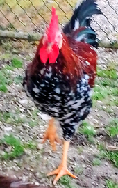 Galli di razza Millefiori di Lonigo