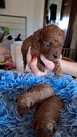 Barboncino mini toy red