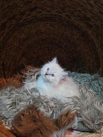 cucciolo gatto 100% siberiano