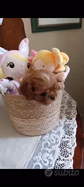 Cucciola di Cavalier King Charles spaniel ruby