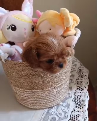 Cucciola di Cavalier King Charles spaniel ruby