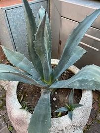 Piante di agave e succulente