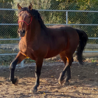 Puledro murgese x tpr