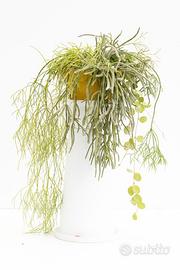 Composizione Rhipsalis Red Coral e Epiphyllum