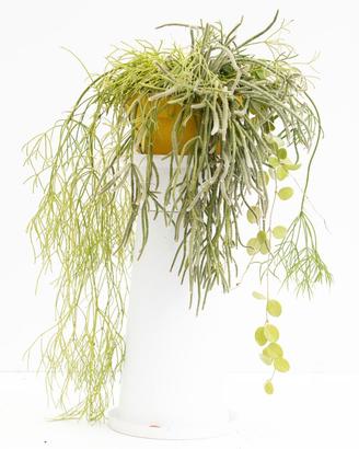 Composizione Rhipsalis Red Coral e Epiphyllum