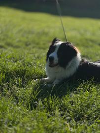Cane giovane, 35-40 kg, nato a giugno 2025