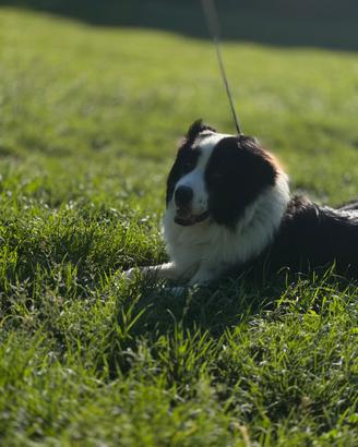 Cane giovane, 35-40 kg, nato a giugno 2025