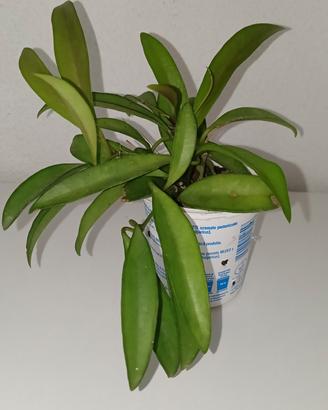 Hoya Wayetii